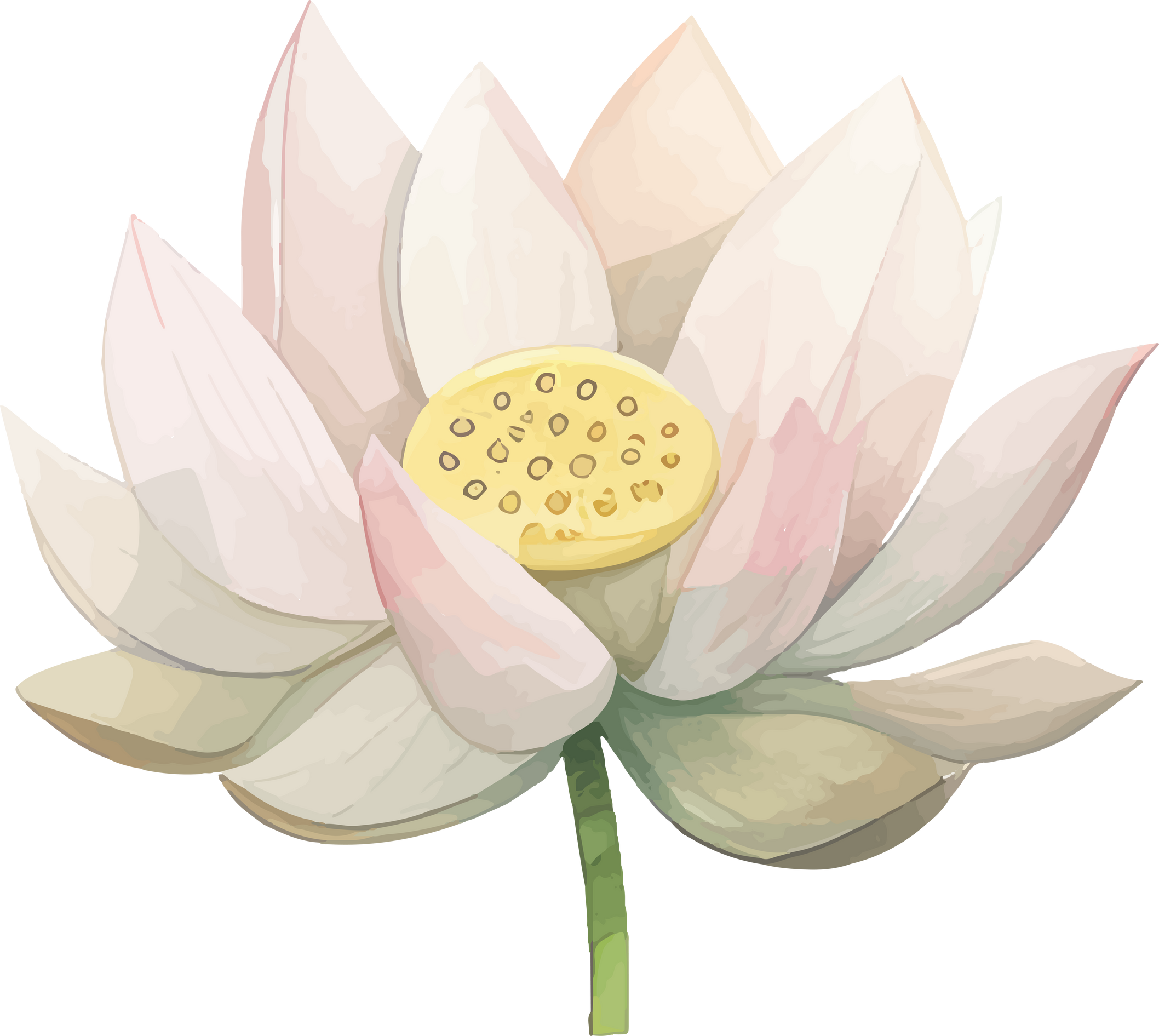 Beautiful Lotus Flower Watercolor